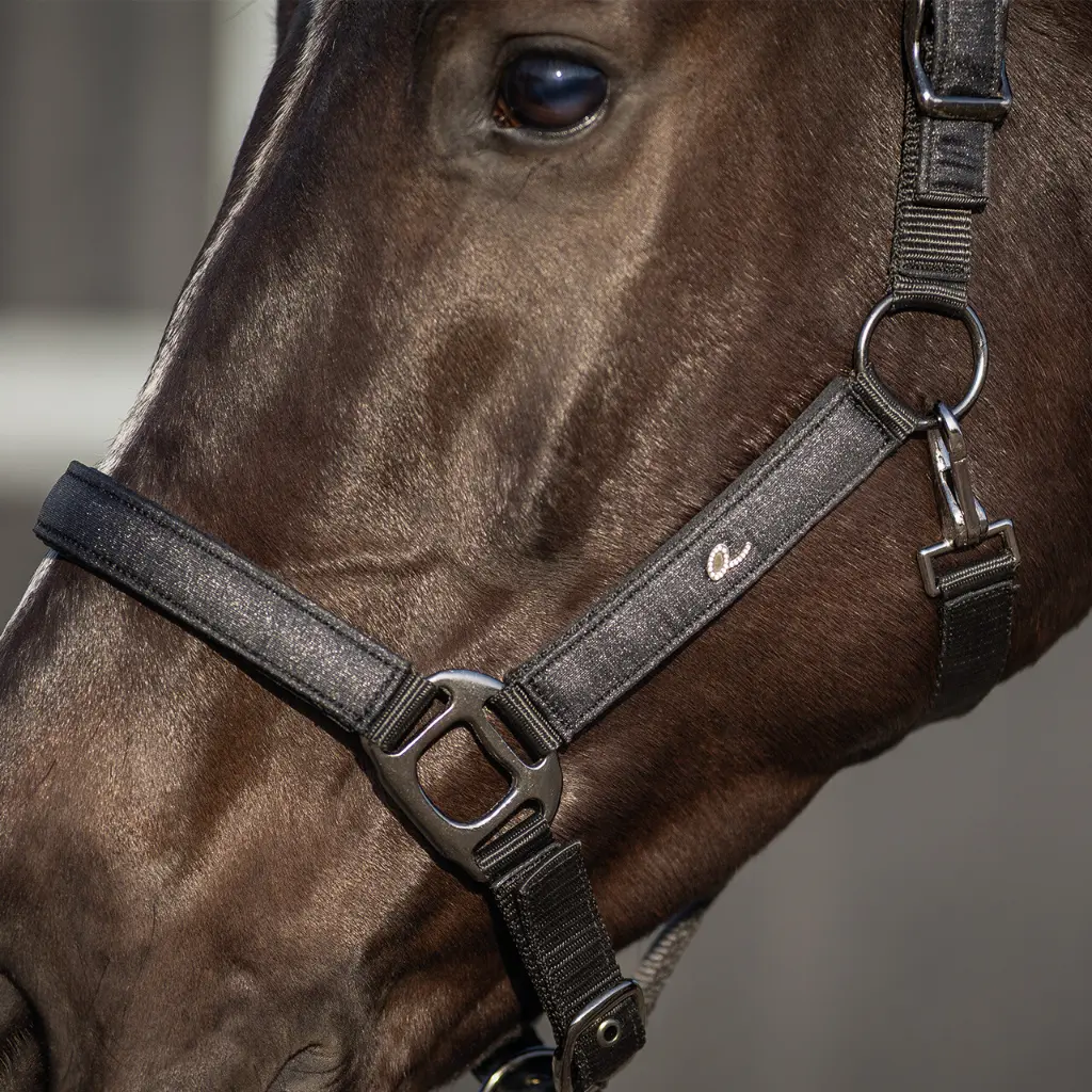 Head collar Glitter close.webp
