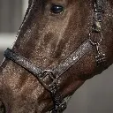 Head collar Glitter close.webp