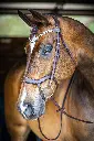 PMP Sport Camelia Anatomical Comfort Bridle.webp