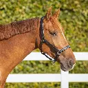 Head collar leather Lupine Black and Silver.webp