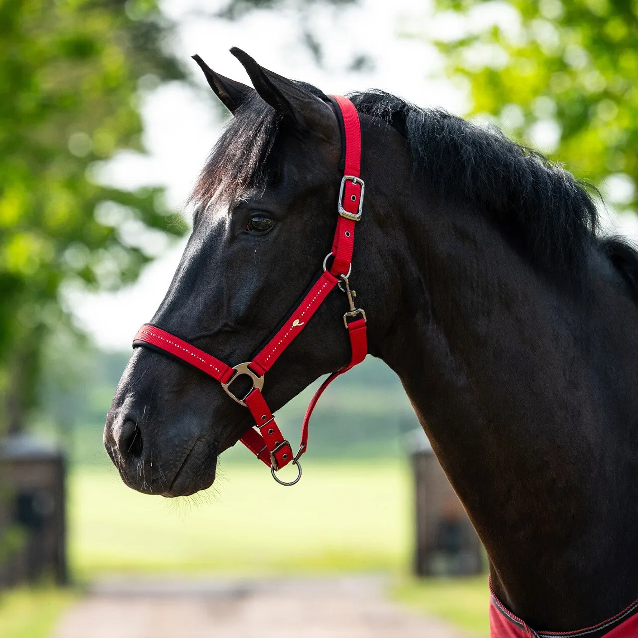 QHP Oakleigh Halter Sunset Red (Cob)