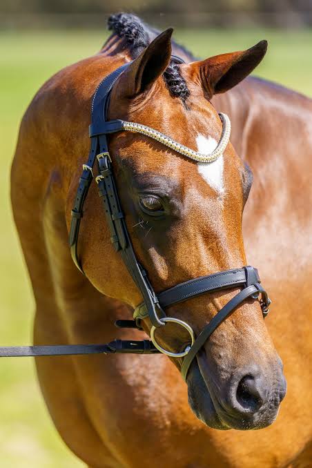 PMP Sport Bridle Bella Snaffle with Convertible Nose (Cob, Black Leather)