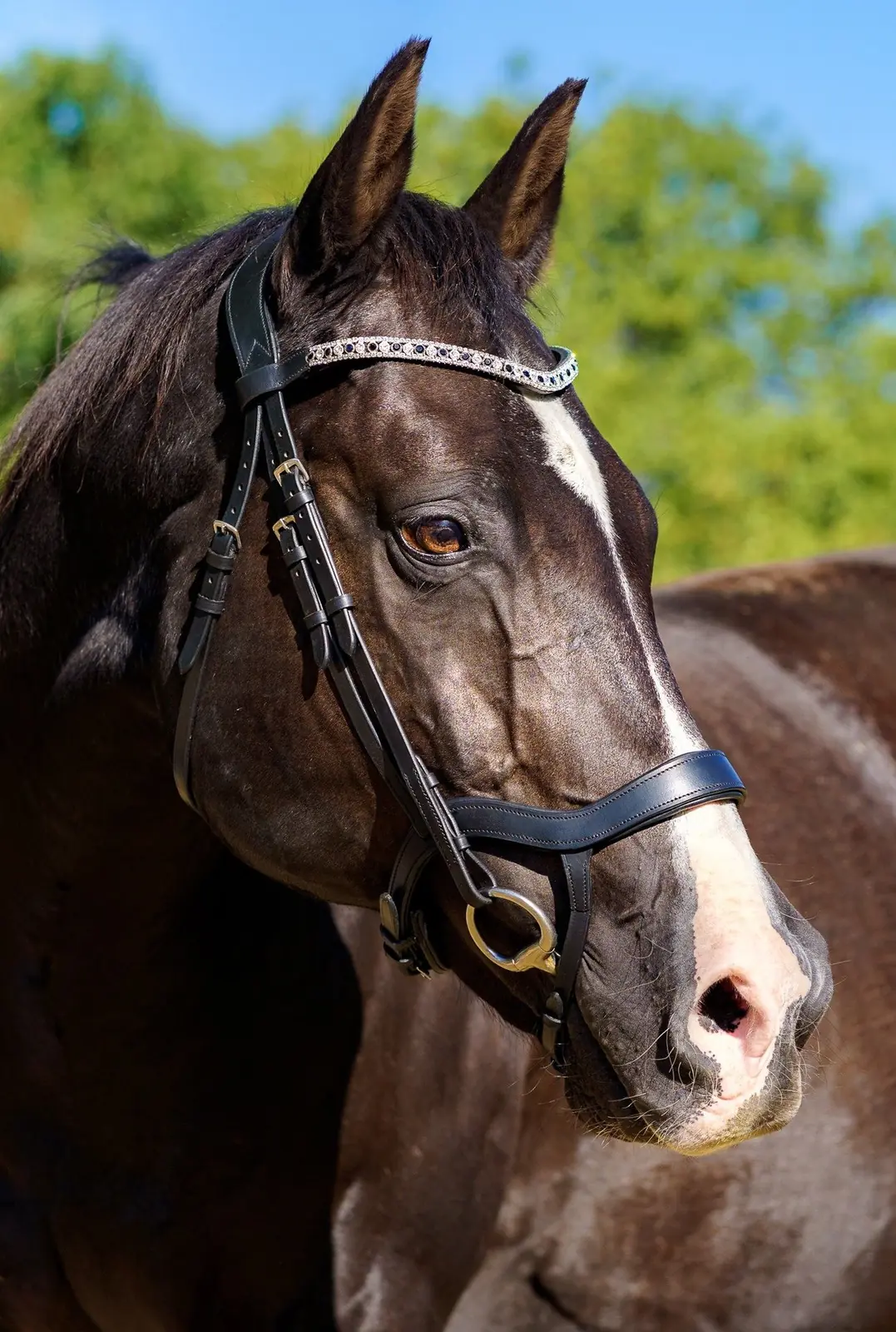 PMP Sport Anatomical Comfort Bridle | Camellia Leather Horse Bridle