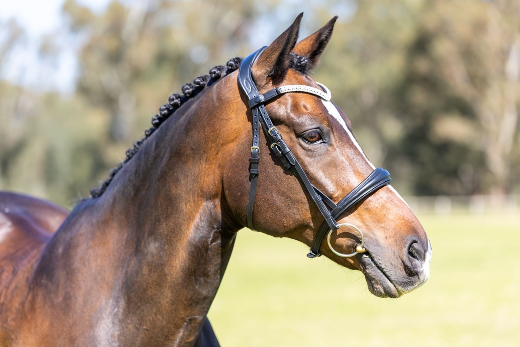 PMP Sport Bridle Colorado Cavesson with Clip on Browband