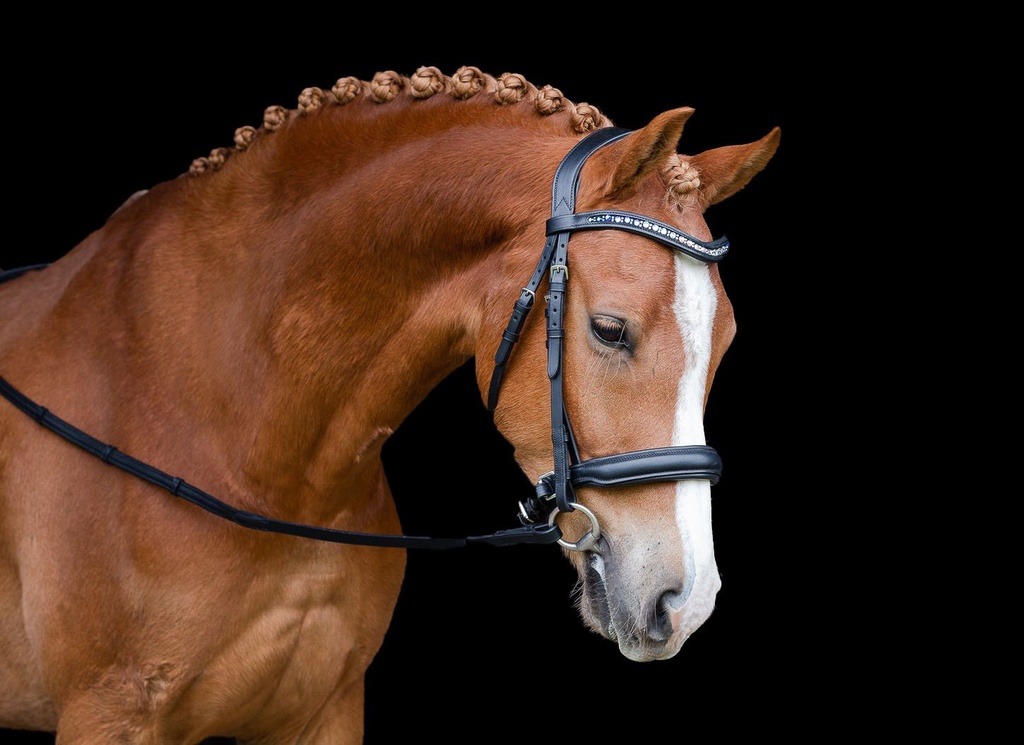 PMP Sport Bridle Delight Cavesson Nose