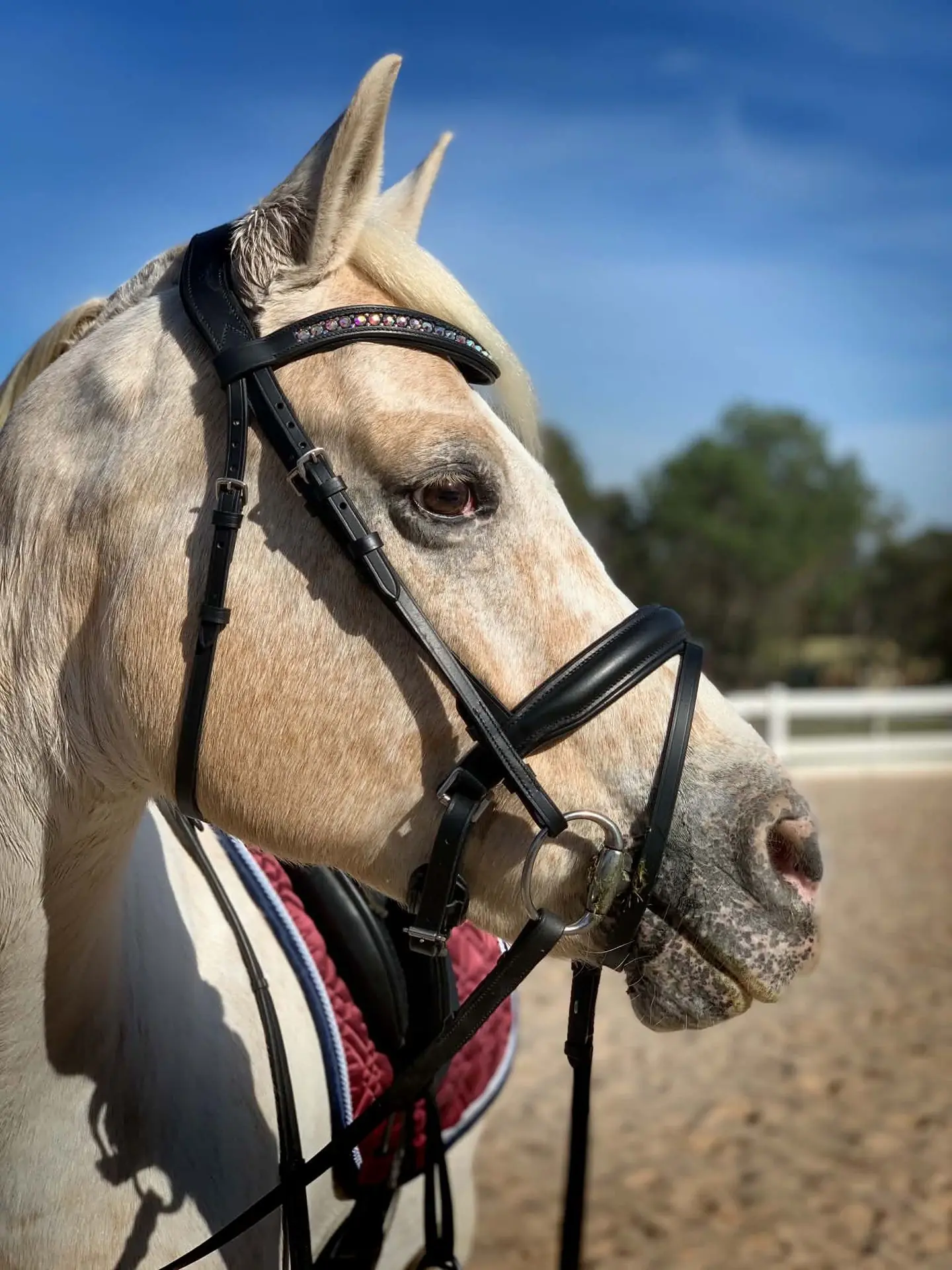 PMP Sport Bridle Delight Hanoverian Nose