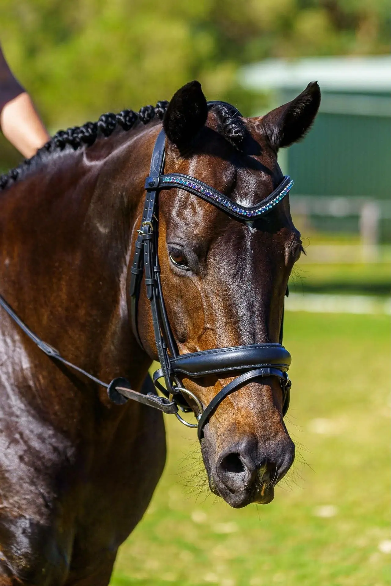 PMP Sport Bridle Delight Hanoverian Nose with Clip-on Swarovski Browband