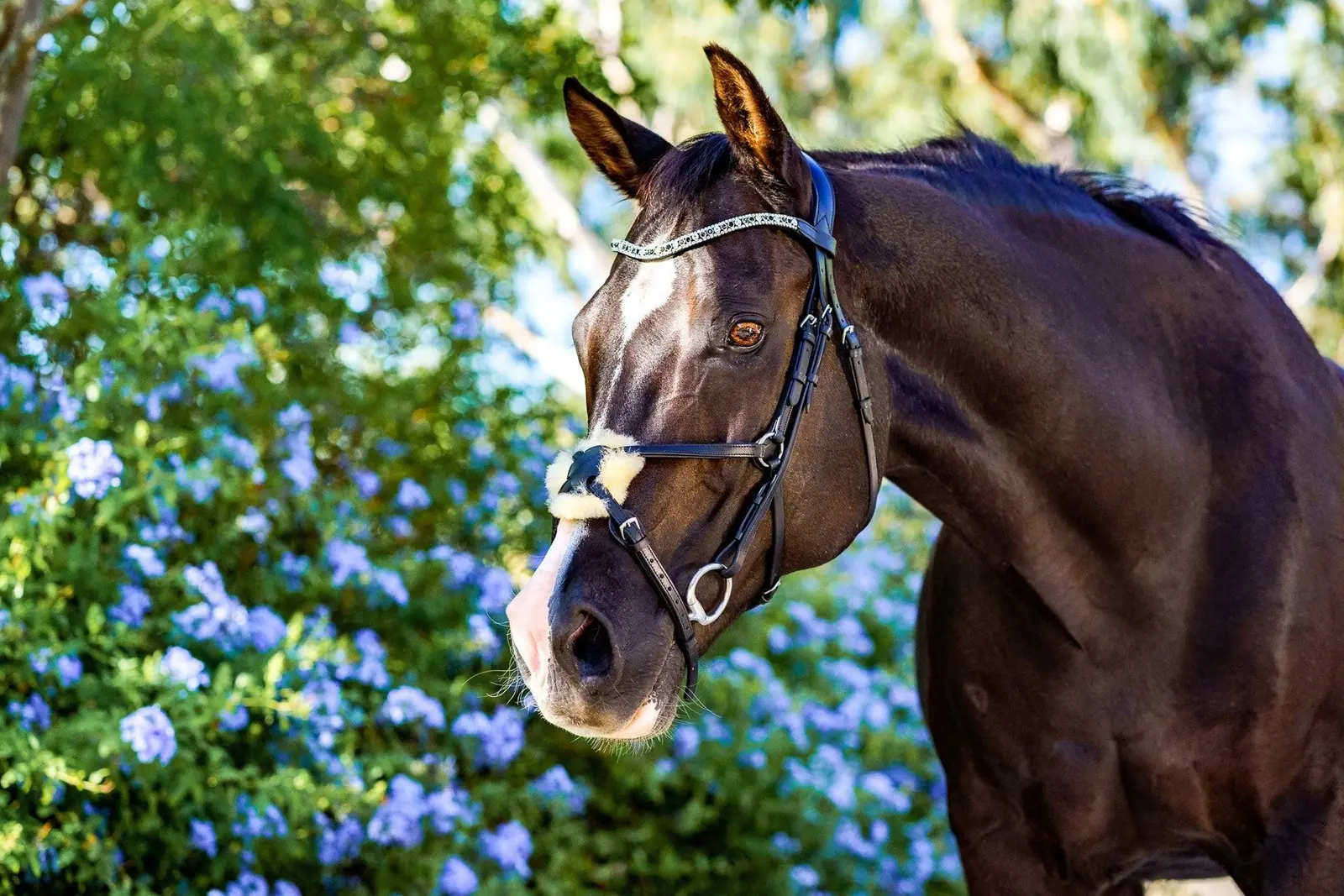 PMP Sport Bridle Grackle with Fleece Nose Padding (Cob, Black Leather)