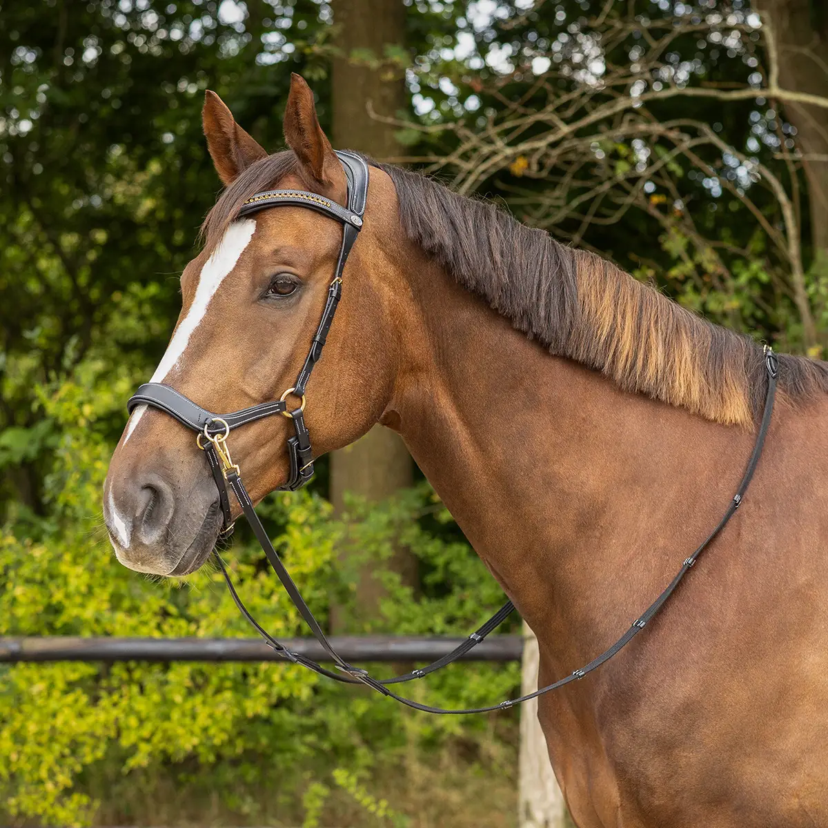 QHP Anatomical Bitless Bridle