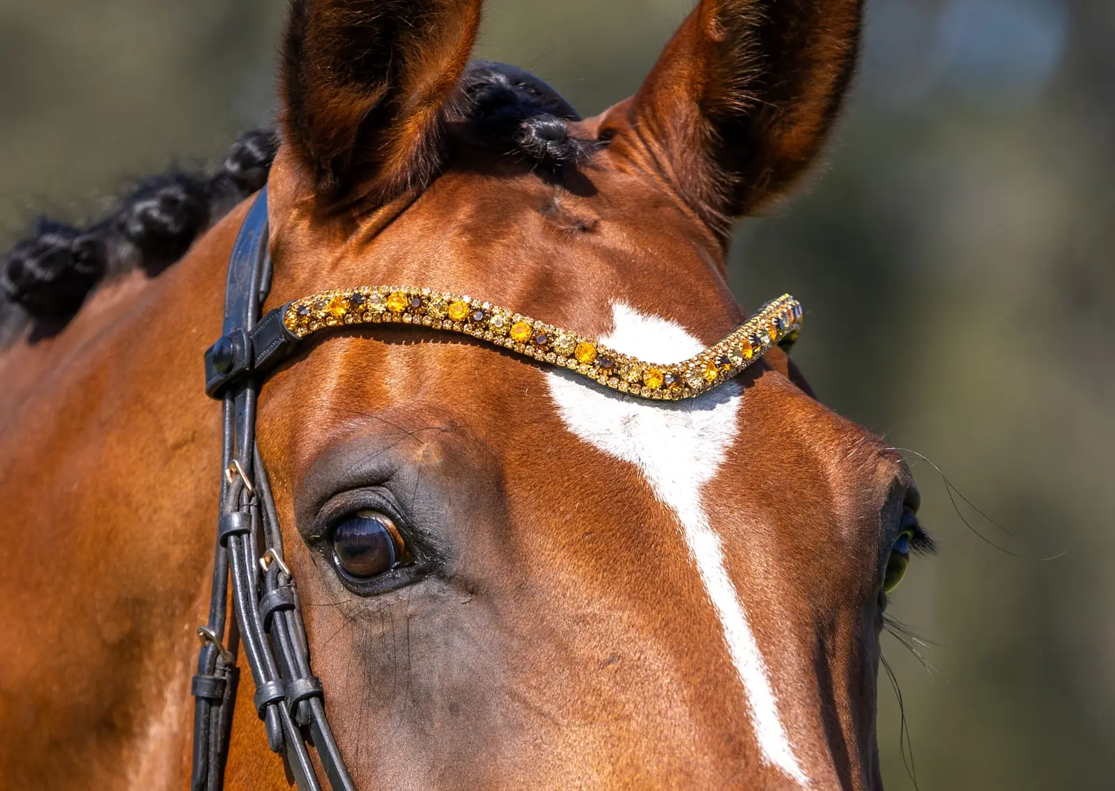 PMP Sport Clip on Swarovski Browband - Cafe Browns