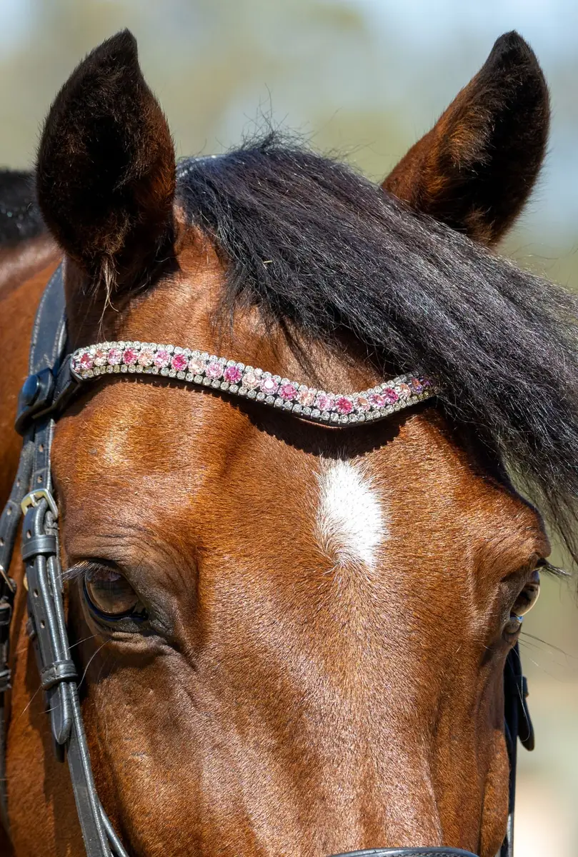 PMP Sport Clip on Swarovski Browband - Pinks (Cob, Black Leather)