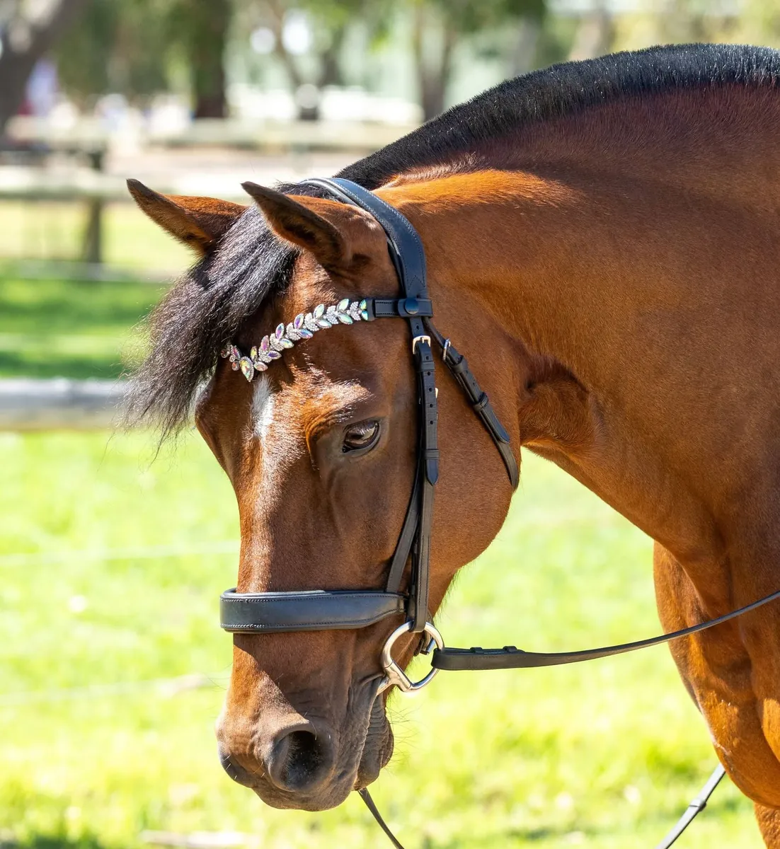 PMP Sport Clip on Swarovski Browband Athena - Iridescent (Cob, Black Leather)