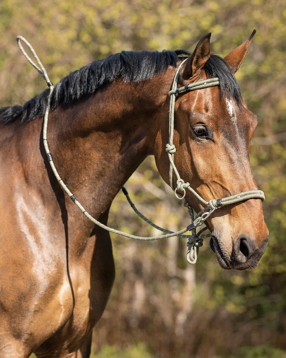 QHP Rope Halter Multi Set