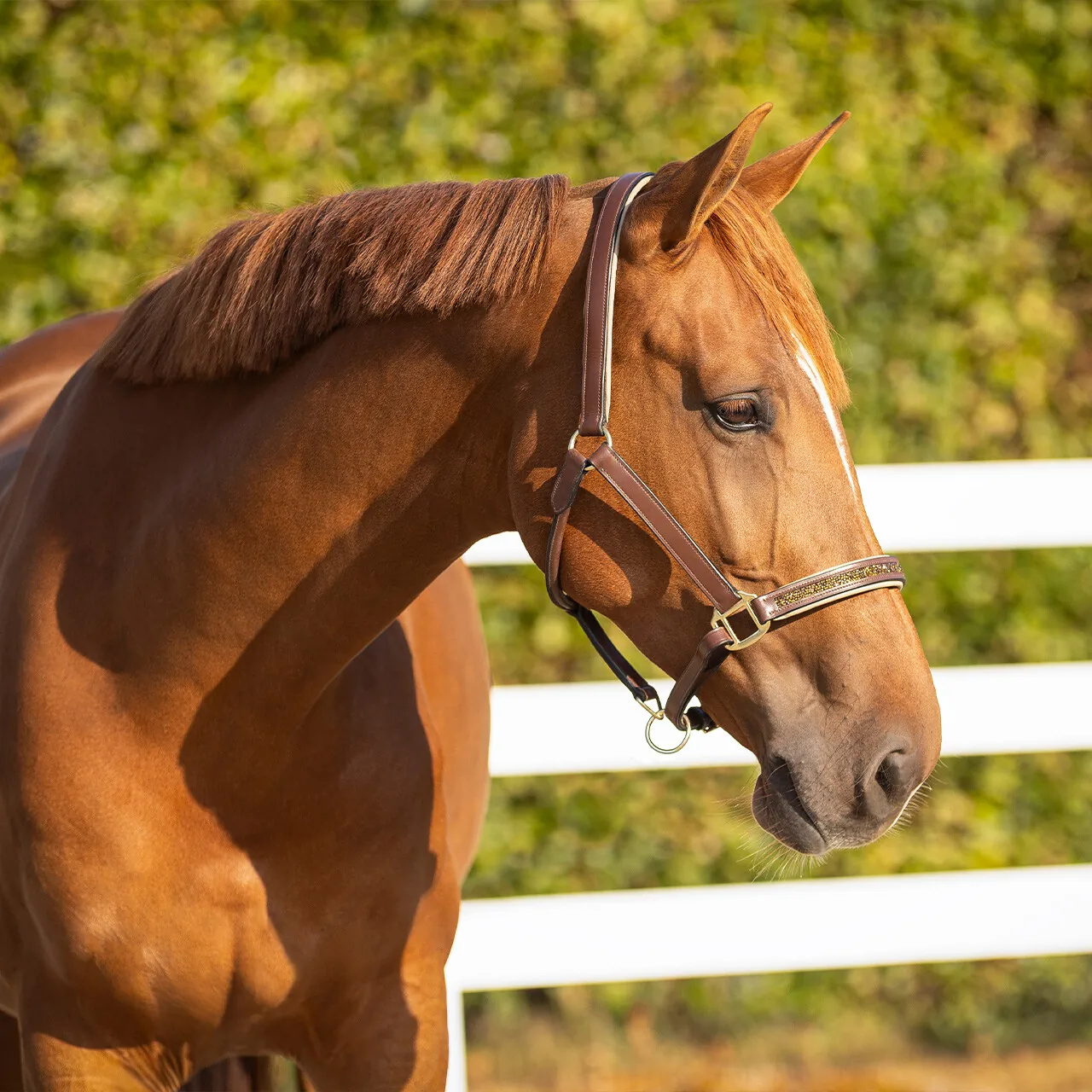 QHP Lupine Leather Horse Headcollar | Padded Rhinestone Halter
