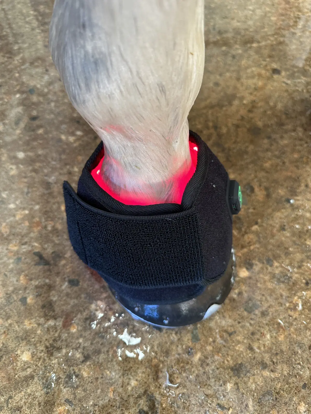 Red Light and Blue Light Therapy Pastern/Hoof Wraps ( Pair )