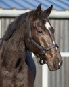 QHP Glitter Head Collar - Black
